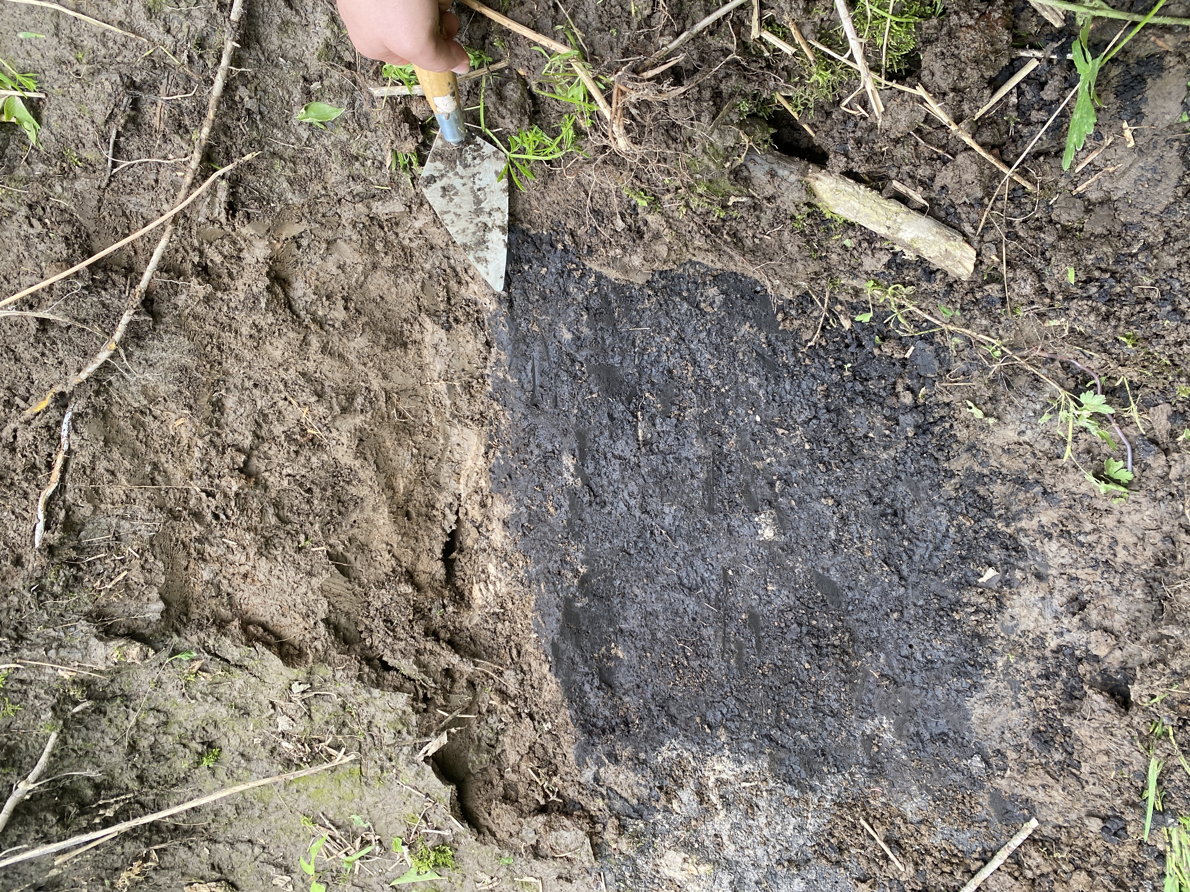 Presettlement Soil